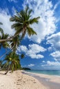 Coconut palm tree sand beach on blue sky day holiday travel Royalty Free Stock Photo