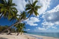 Coconut palm tree sand beach on blue sky day holiday travel Royalty Free Stock Photo