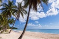 Coconut palm tree sand beach on blue sky day holiday travel Royalty Free Stock Photo