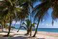 Coconut palm tree sand beach on blue sky day holiday travel Royalty Free Stock Photo