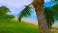 Coconut Palm tree on the sandy beach in Hawaii, Kauai || palm trees on background of blue sky Royalty Free Stock Photo