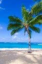 Coconut Palm tree on the sandy beach in Hawaii, Kauai Royalty Free Stock Photo