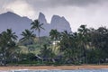 Coconut Palm tree on the sandy beach in Kapaa Hawaii, Kauai Royalty Free Stock Photo