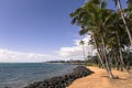 Coconut Palm tree on the sandy beach in Kapaa Hawaii, Kauai Royalty Free Stock Photo