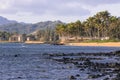 Coconut Palm tree on the sandy beach in Kapaa Hawaii, Kauai Royalty Free Stock Photo