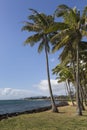 Coconut Palm tree on the sandy beach in Kapaa Hawaii, Kauai Royalty Free Stock Photo