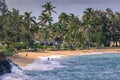 Coconut Palm tree on the sandy beach in Kapaa Hawaii, Kauai Royalty Free Stock Photo