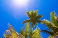 Coconut Palm tree on the sandy beach in Seyshelles Royalty Free Stock Photo