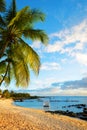 Coconut palm tree on sandy beach.Tropical coast of Mauritius island at sunset. Royalty Free Stock Photo