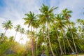 Coconut palm tree on sea beach sunrise morning blue sky Royalty Free Stock Photo