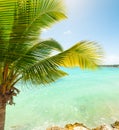 Coconut palm tree by the sea in Guadeloupe Royalty Free Stock Photo