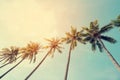 Coconut palm tree in seaside tropical coast