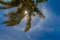 Coconut palm tree with shining sun, halo and sun rays Royalty Free Stock Photo