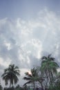 Coconut palm tree Silhouette back lit by dramatic sky in time of day summer sunset sunlight. Tropical beach Balearic islands. Royalty Free Stock Photo