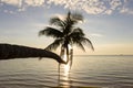 Coconut palm tree silhouette and sea water wave at sunset