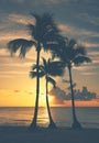 Coconut palm tree silhouettes on a tropical beach at sunrise, color toning applied