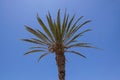 Coconut Palm tree on the sky at background Royalty Free Stock Photo
