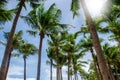 Coconut sky background Royalty Free Stock Photo