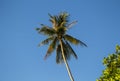 Coconut palm tree on sky background. Summer vacation banner template with place for text. Royalty Free Stock Photo