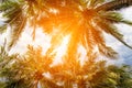 Coconut palm tree and sky on tropical beach at summer time