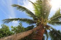 Coconut Palm Tree Royalty Free Stock Photo