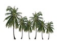 Tropical Thai fruit, coconut palm tree isolated on white. Royalty Free Stock Photo