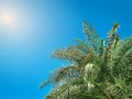 Coconut Palm Tree Top Against Blue Sky on Sunny Day Royalty Free Stock Photo