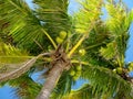 Coconut palm or cocos nucifera tree top with green coconuts Royalty Free Stock Photo