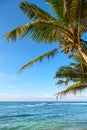 Coconut palm tree on a tropical beach against the blue sky Royalty Free Stock Photo