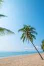 Coconut palm tree on tropical beach seascape in summer. Royalty Free Stock Photo