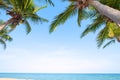 Coconut palm tree on tropical beach seascape in summer. Royalty Free Stock Photo