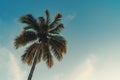 Coconut palm tree at tropical coast in island beach with vintage tone Royalty Free Stock Photo