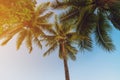 Coconut palm tree at tropical coast in island beach with vintage tone Royalty Free Stock Photo