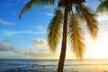 Coconut palm tree at tropical coast of Mauritius island at sunset. Royalty Free Stock Photo