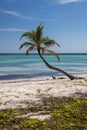 Coconut Palm Tree on Tropical Island