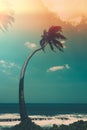 Coconut palm tree on tropical ocean beach, vintage toned Royalty Free Stock Photo