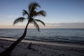 Coconut Palm Tree in Tropics