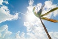 Coconut palm tree under a cloudy sky Royalty Free Stock Photo