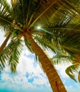 Coconut Palm tree under a cloudy sky in Guadeloupe Royalty Free Stock Photo