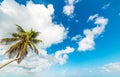 Coconut palm tree under a cloudy sky in Guadeloupe Royalty Free Stock Photo
