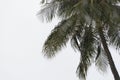 Coconut palm tree under tropical rain against the gray sky Royalty Free Stock Photo