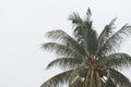 Coconut palm tree under tropical rain against the gray sky Royalty Free Stock Photo