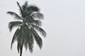 Coconut palm tree under tropical rain against the gray sky Royalty Free Stock Photo