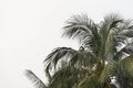 Coconut palm tree under tropical rain against the gray sky Royalty Free Stock Photo