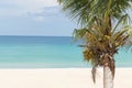 coconut palm tree on white sandy beach blue sea and cloudy sky Royalty Free Stock Photo