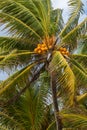 Coconut palm tree with yellow coconuts over blue sky Royalty Free Stock Photo