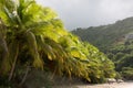 Coconut Palm Trees Royalty Free Stock Photo
