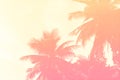 Coconut palm trees, abstract filtered background