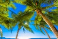 Coconut palm trees against blue sky and beautiful beach in Pattaya Thailand Royalty Free Stock Photo