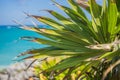 Coconut palm trees against blue sky and Caribbean sea. Vacation holidays background wallpaper. View of nice tropical Royalty Free Stock Photo
